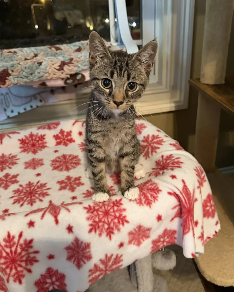 A baby small-sized male Domestic Short Hair cat named Sage for adoption in Murfreesboro, TN