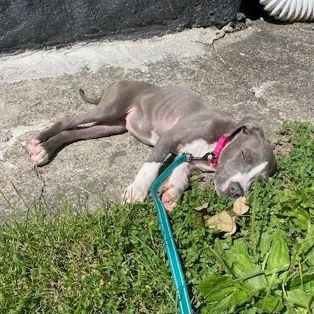 A baby medium-sized female American Staffordshire Terrier dog named Poppy for adoption in Stamford , CT