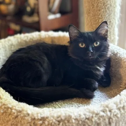 A baby small-sized female Black Domestic Short Hair cat named Marceline for adoption in Richmond, VA