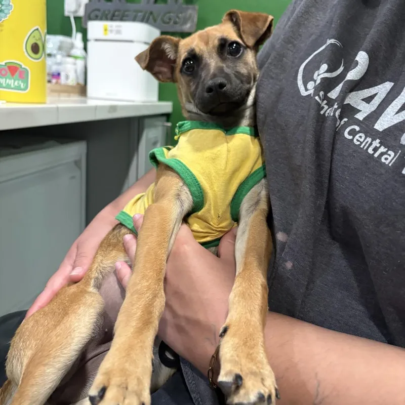 A baby small-sized female Yellow / Tan / Blond / Fawn Terrier dog named Velveeta for adoption in Kyle, TX