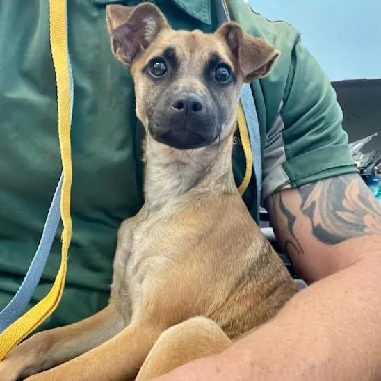 Velveeta thumbnail 2