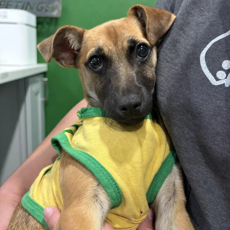 Velveeta thumbnail 3