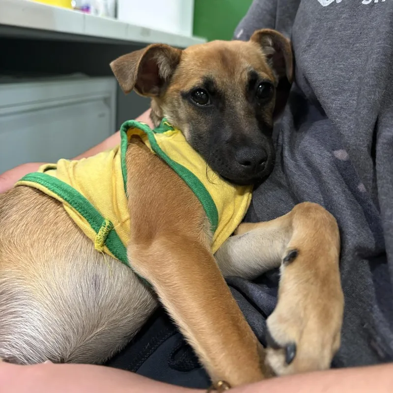 Velveeta thumbnail 4