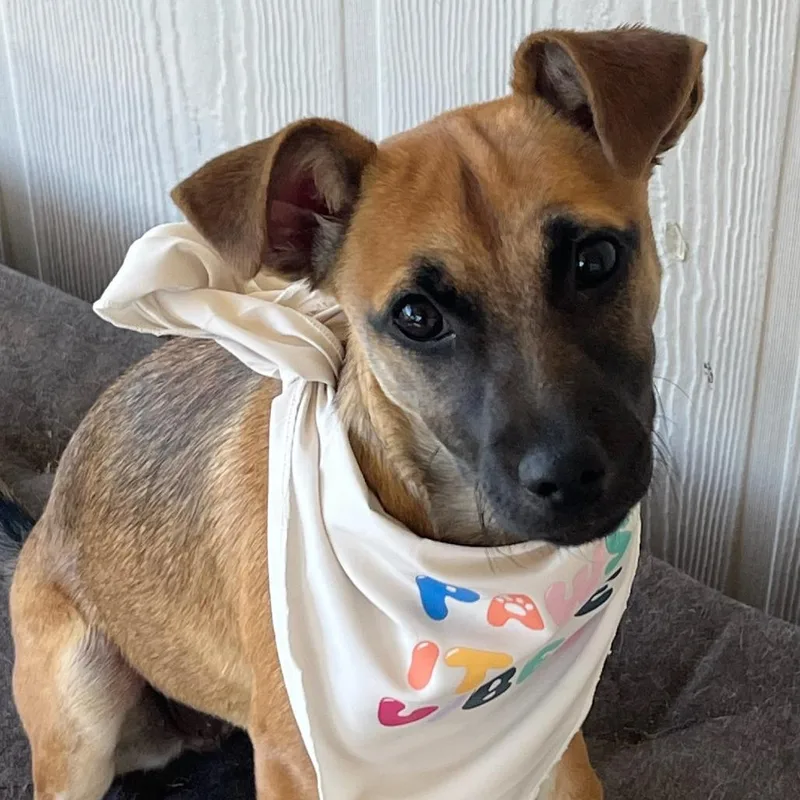 Velveeta thumbnail 5