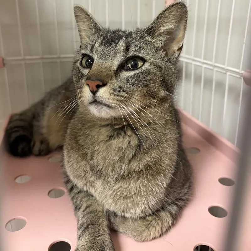 An adult medium-sized female Brown / Chocolate Domestic Short Hair cat named Tippy for adoption in Bloomington, IL