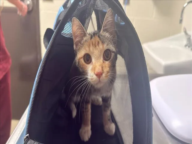 A baby small-sized female Domestic Short Hair cat named Maui for adoption in Chapel Hill, NC