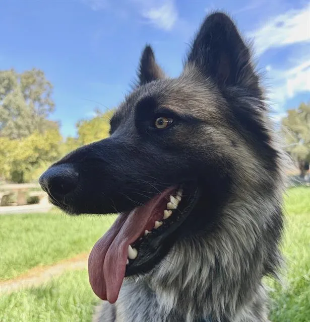 A young large-sized male German Shepherd Dog dog named Theodore Seville for adoption in Martinez, CA