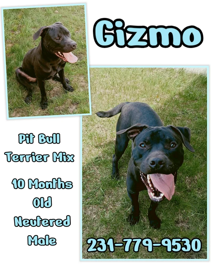 A baby medium-sized male Pit Bull Terrier dog named Gizmo for adoption in Cadillac, MI