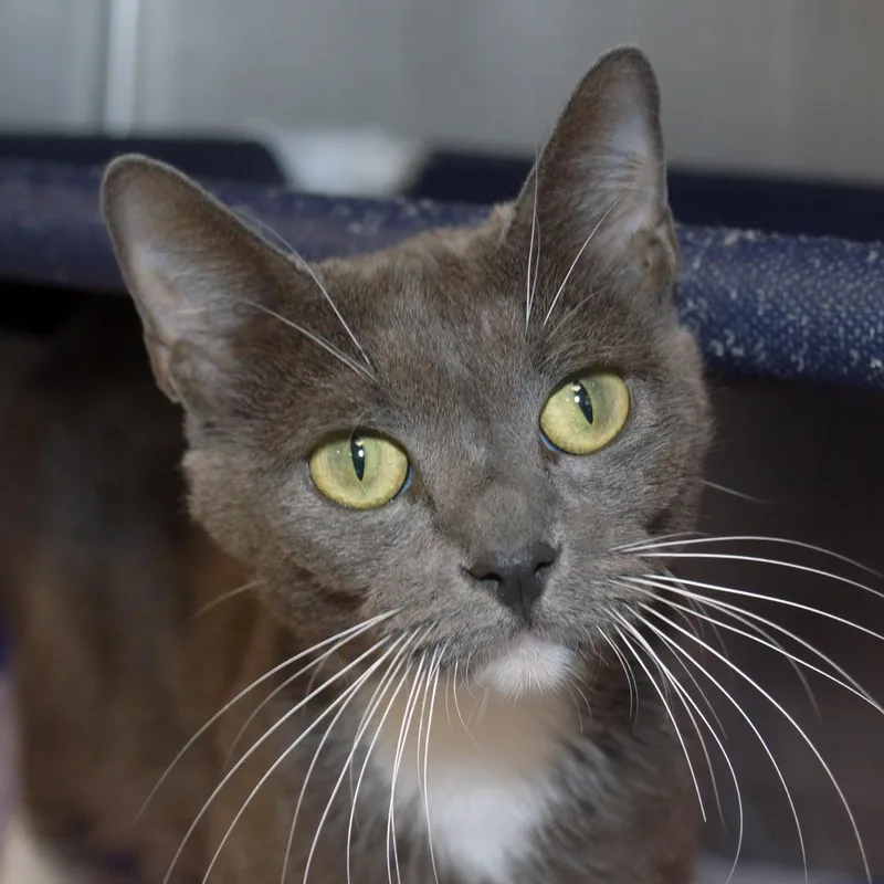 An adult medium-sized female Gray / Blue / Silver Domestic Short Hair cat named Lena for adoption in West Palm Beach, FL