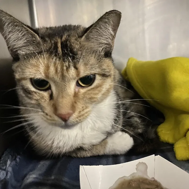A young medium-sized female Brown / Chocolate Domestic Short Hair cat named Claire for adoption in Lakeland, FL