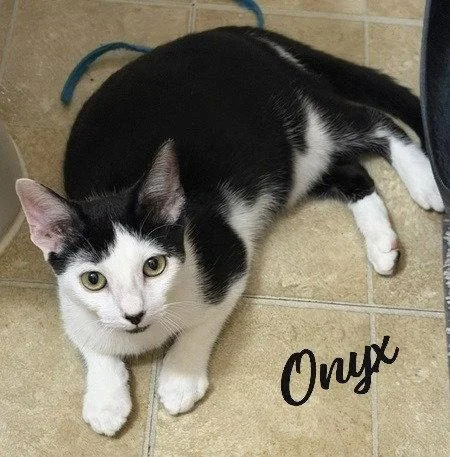 A baby medium-sized male Black & White / Tuxedo Tuxedo cat named Onyx fireball for adoption in Houston, TX