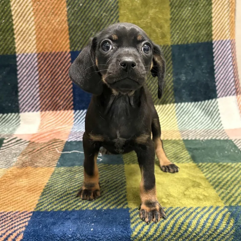 A baby small-sized female Brown / Chocolate Dachshund dog named Scarlett for adoption in Beaumont, TX