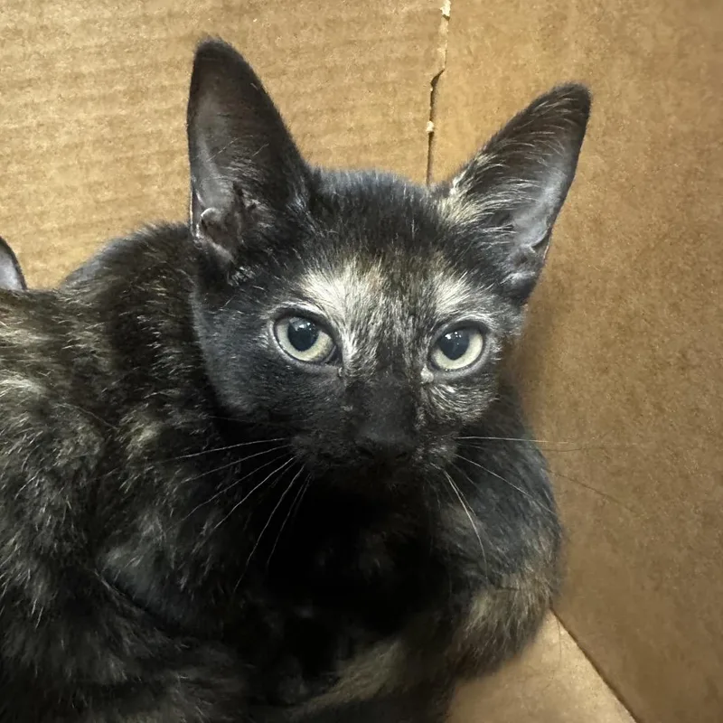 A baby small-sized female Black Domestic Short Hair cat named Colette for adoption in Jacksonville, FL