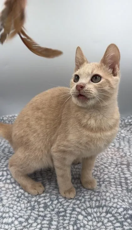 A young small-sized male Domestic Short Hair cat named Hyatt for adoption in Lawrenceville, GA