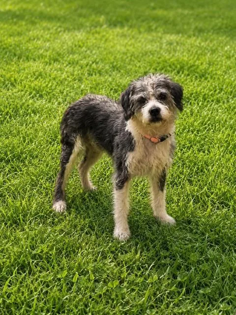 An adult medium-sized male Poodle dog named Grayson for adoption in Upper Marlboro, MD