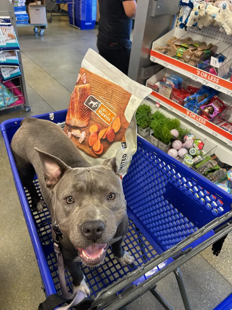 An adult medium-sized female Gray / Blue / Silver Staffordshire Bull Terrier dog named Lola for adoption in Santa Monica, CA