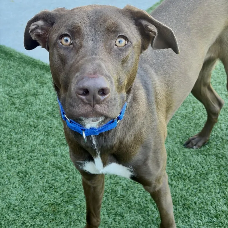 A young large-sized male Brown / Chocolate Mixed Breed dog named Macho for adoption in Matteson, IL