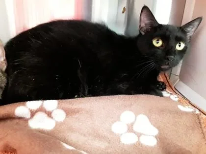 An adult large-sized female Domestic Short Hair cat named BigCat for adoption in Atlanta, GA