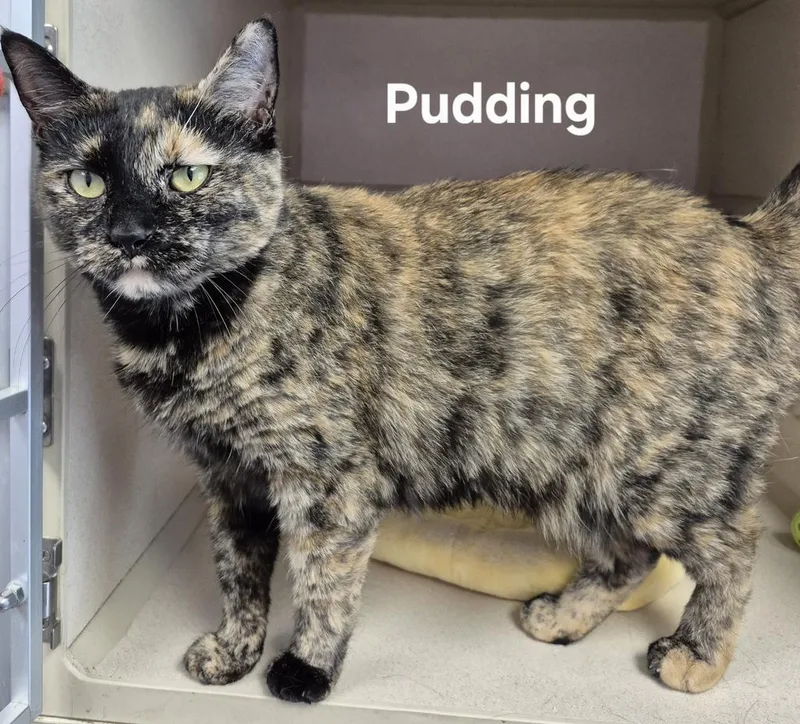 A young medium-sized female Domestic Short Hair cat named Pudding for adoption in Kendallville, IN
