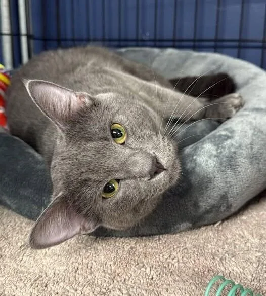 An adult medium-sized male Gray / Blue / Silver Russian Blue cat named Banjo for adoption in Belton, MO