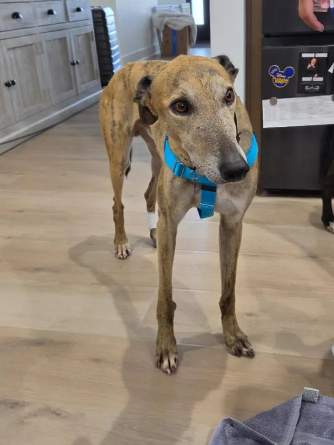An adult large-sized male Greyhound dog named Gio for adoption in Bondurant, IA