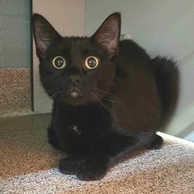 A young medium-sized female Black Domestic Short Hair cat named Bear for adoption in Sarasota, FL