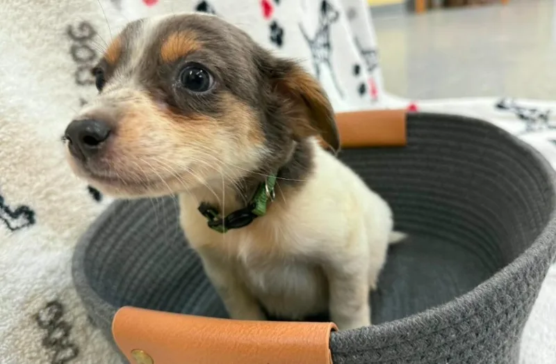 A baby small-sized female Dachshund dog named Claremore Green Collar for adoption in Syracuse, IN