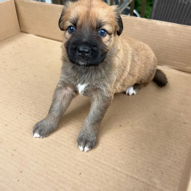 Shepherd Puppies thumbnail 2