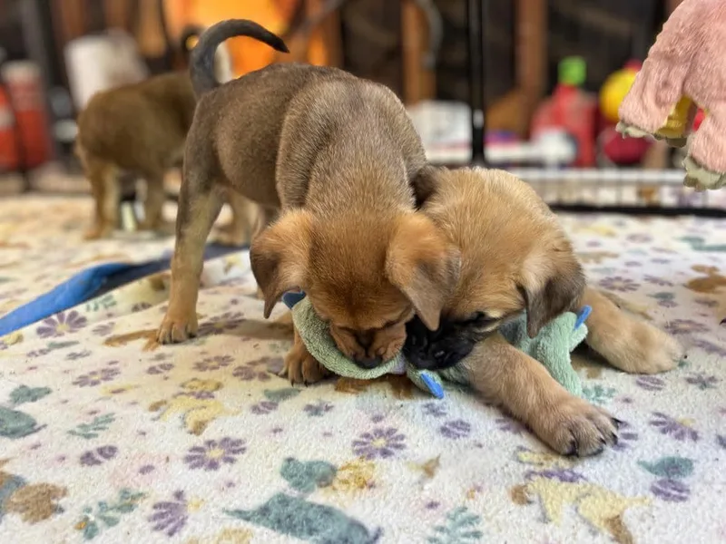Shepherd Puppies thumbnail 3