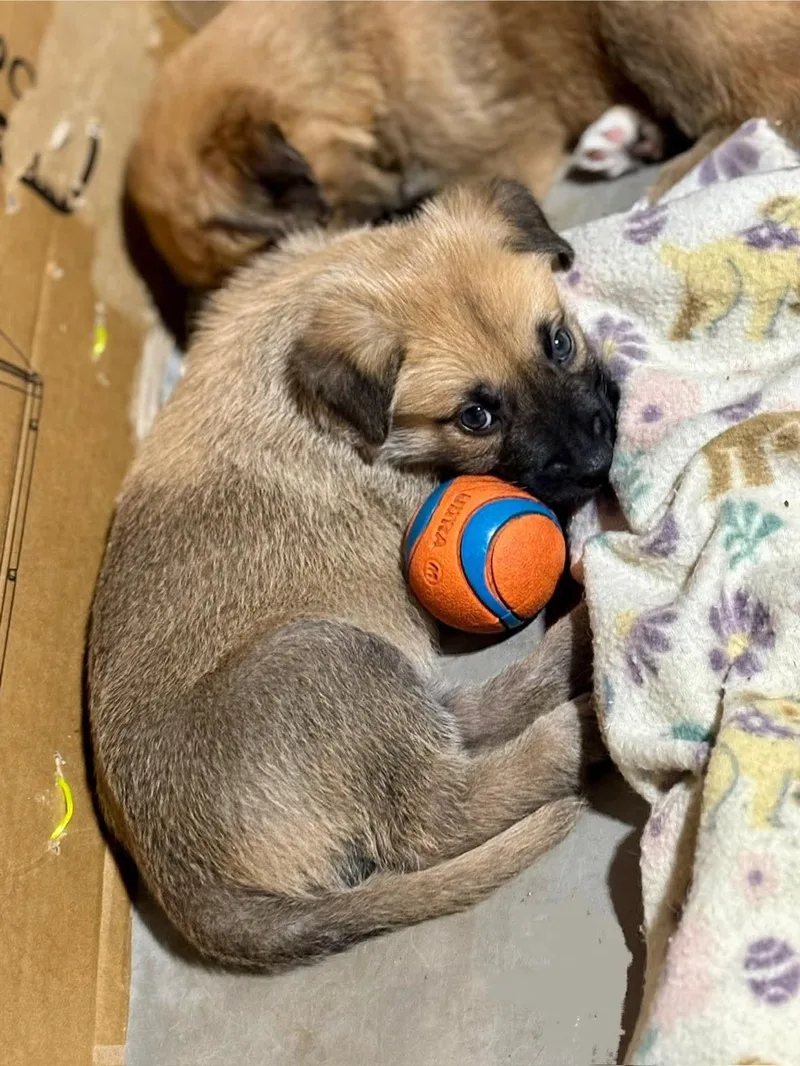 Shepherd Puppies thumbnail 5