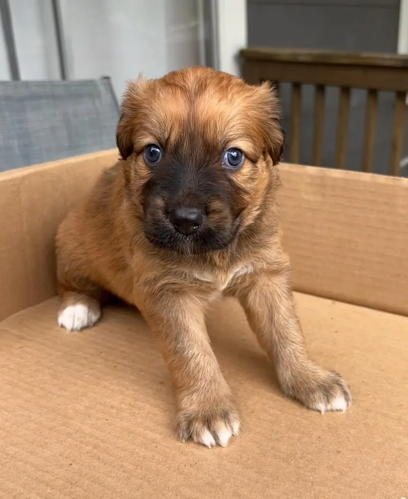 Shepherd Puppies thumbnail 6