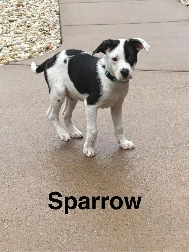 Sparrow thumbnail 3