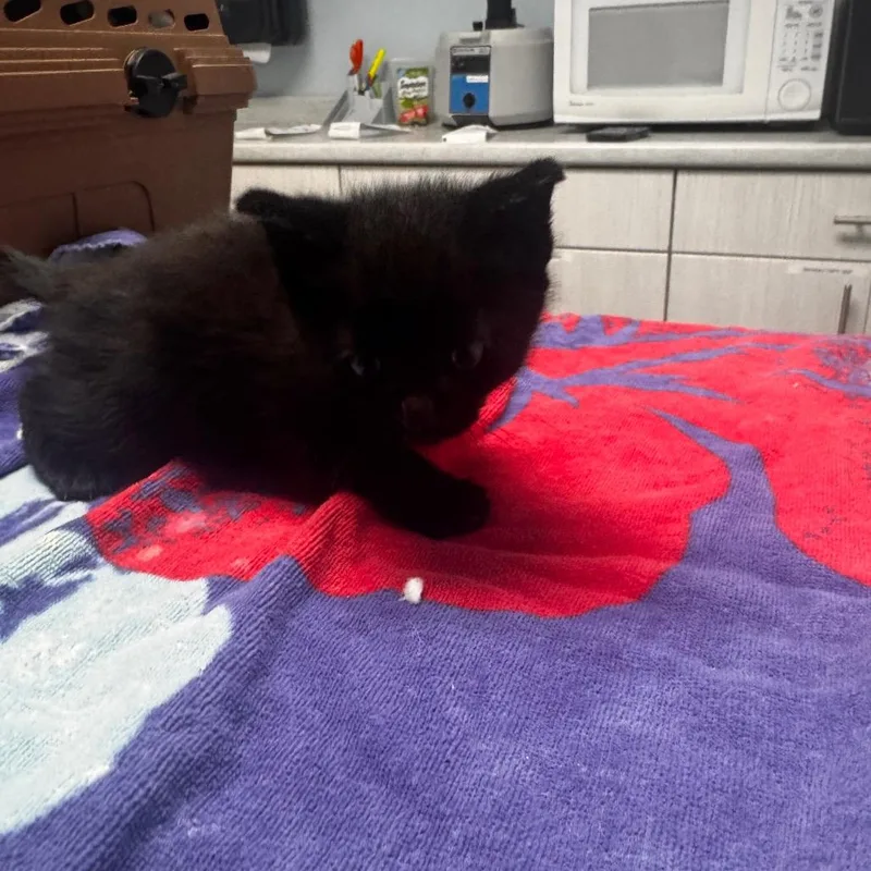 A baby small-sized male Black Domestic Short Hair cat named Fizzik for adoption in Riverside, CA