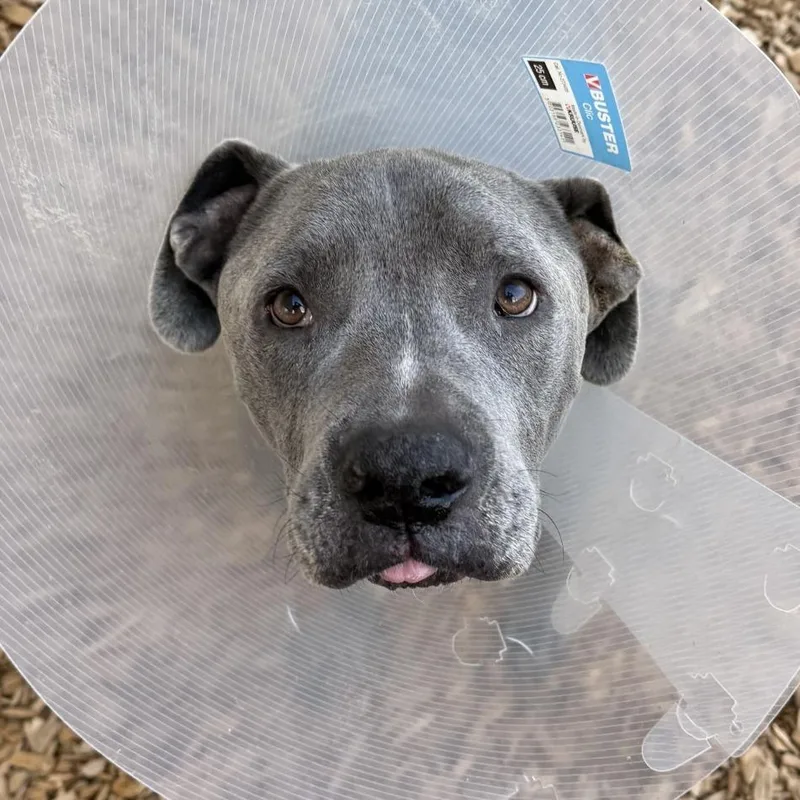 A senior large-sized male American Staffordshire Terrier dog named Baloo for adoption in Tacoma, WA