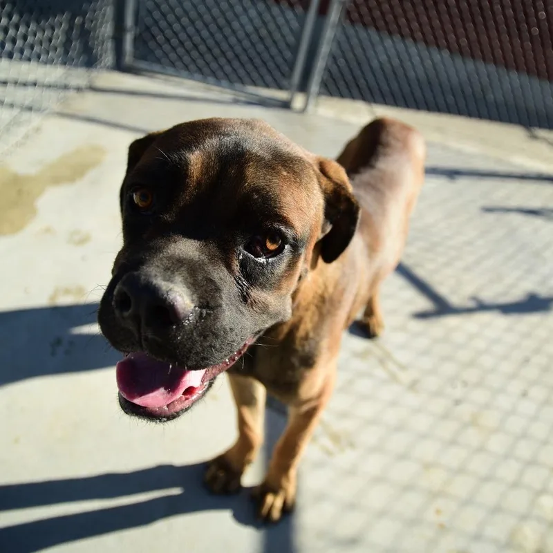 A young medium-sized male Mastiff dog named Buckley for adoption in Idaho Falls, ID