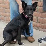 A baby medium-sized female Black Mixed Breed dog named Nova for adoption in Green Valley, AZ