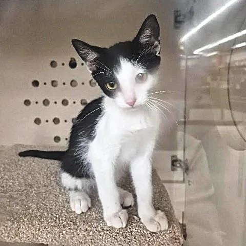 Little KiKi