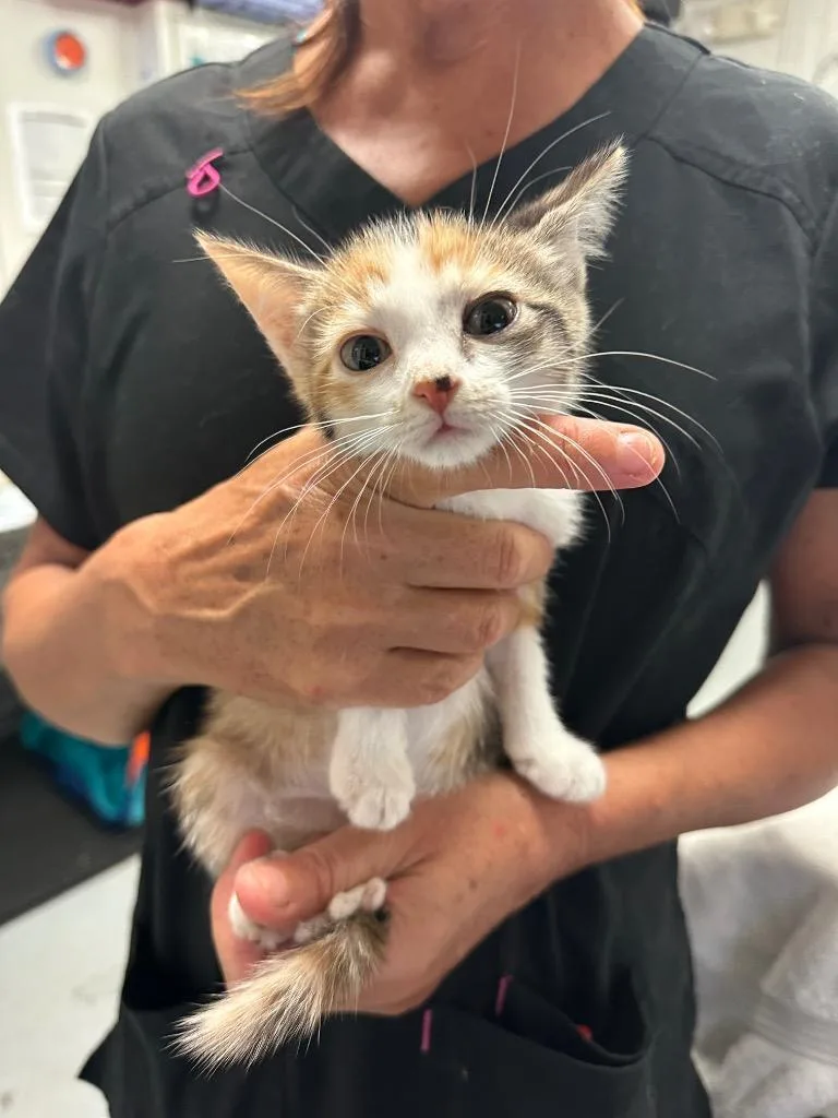 A baby small-sized female Domestic Short Hair cat named Xenon for adoption in Ewing, NJ