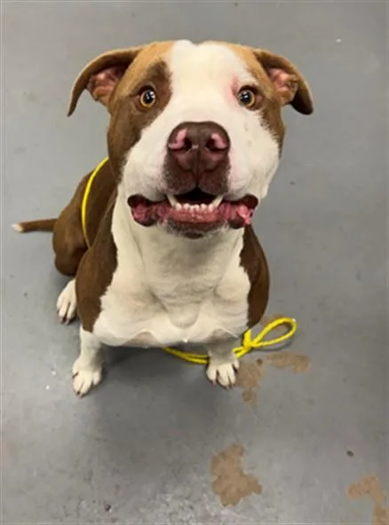 A young large-sized male Pit Bull Terrier dog named Flint Lockwood for adoption in Peoria, IL