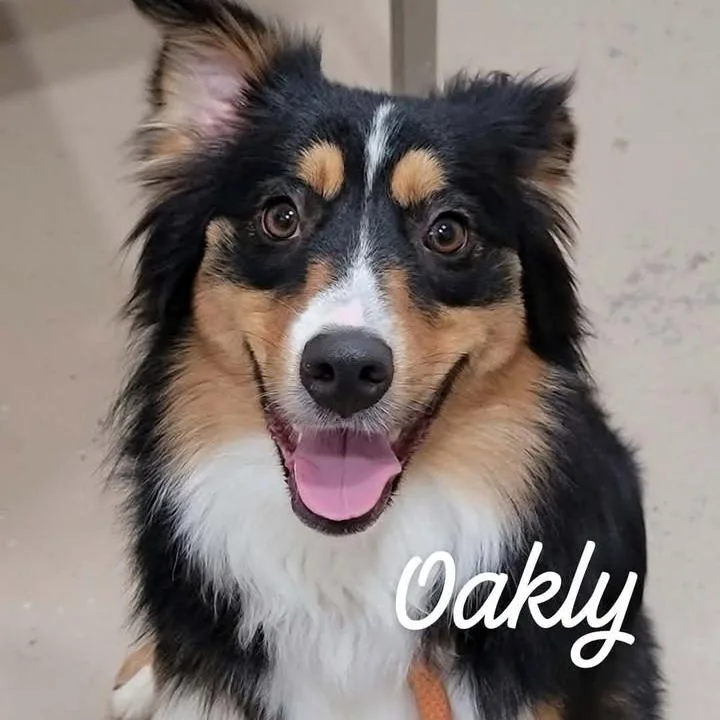 An adult medium-sized female Cattle Dog dog named Oakly for adoption in Buchanan Dam, TX