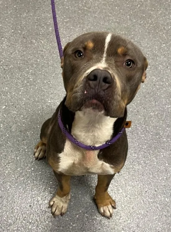 An adult large-sized male Pit Bull Terrier dog named Lenny for adoption in Greenfield, IN