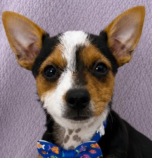 A baby small-sized male Tricolor (Brown, Black, & White) Yorkshire Terrier dog named Archie for adoption in Lodi, CA