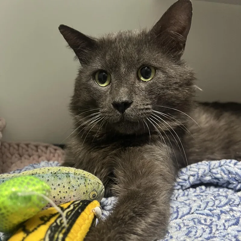 Grill Master thumbnail 2