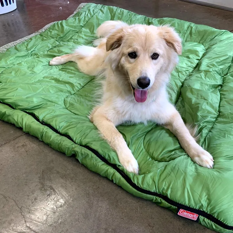 A young large-sized male White / Cream Siberian Husky dog named Osito for adoption in Green Bay, WI