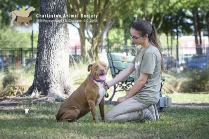 An adult medium-sized female American Staffordshire Terrier dog named a Chiquis for adoption in North Charleston, SC