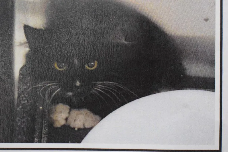 A baby medium-sized male Domestic Medium Hair cat named Ludo for adoption in Pahrump, NV