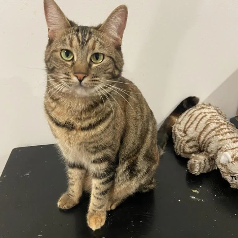 An adult small-sized female Torbie Domestic Short Hair cat named Arielle for adoption in Los Angeles, CA