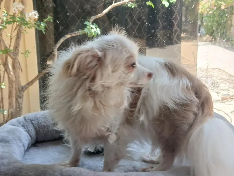 An adult small-sized female Chihuahua dog named Sage Blue for adoption in Fort Worth, TX