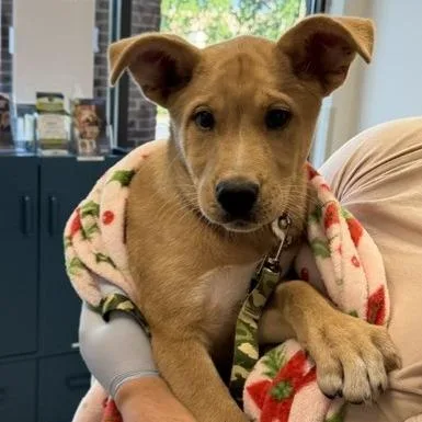 A baby large-sized male Yellow / Tan / Blond / Fawn Retriever dog named Sarge for adoption in Nashville, TN