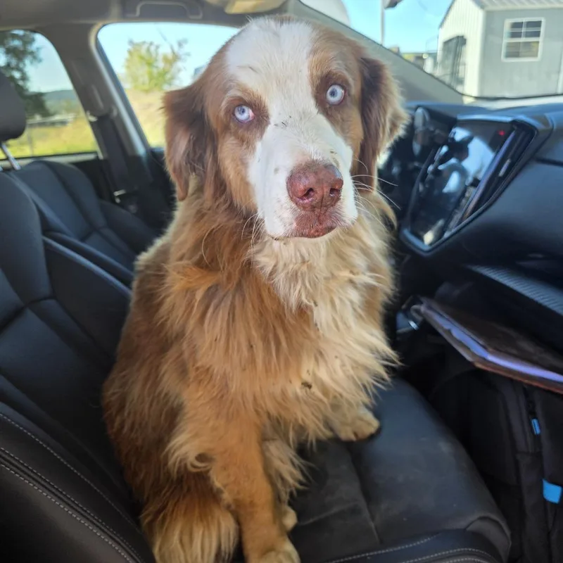 A senior medium-sized male Australian Shepherd dog named TNGCStray for adoption in Pulaski, TN